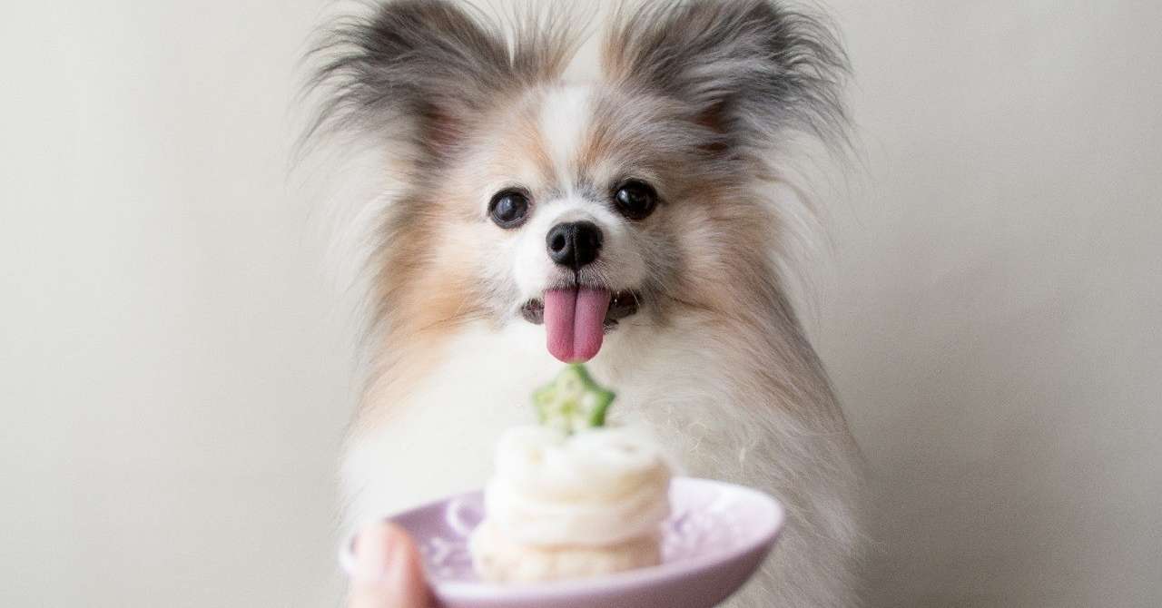 そうめん消費にも そうめんとチキンハンバーグのモンブラン風デリ 手作り犬おやつレシピ いちかわあやこ 犬ごはん先生 Note