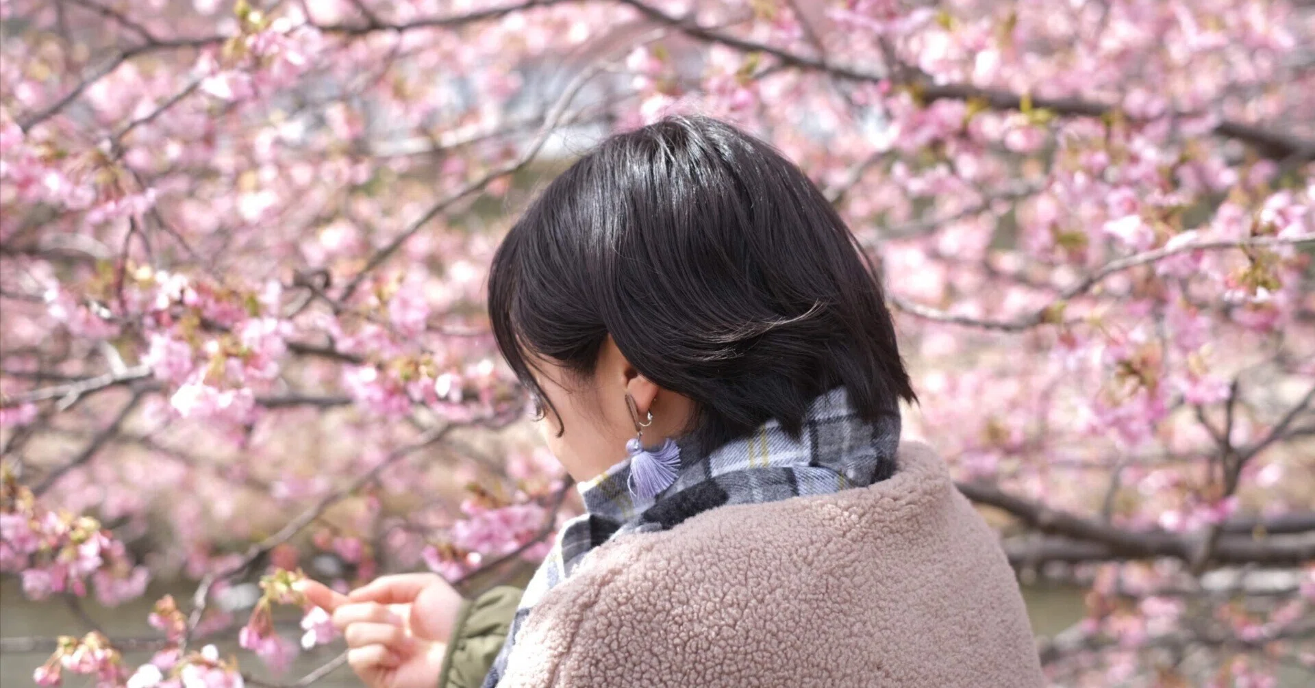 河津桜が家族になりました 〜植え付け編〜｜aic