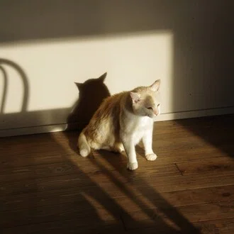 ふくよかなネコたち
