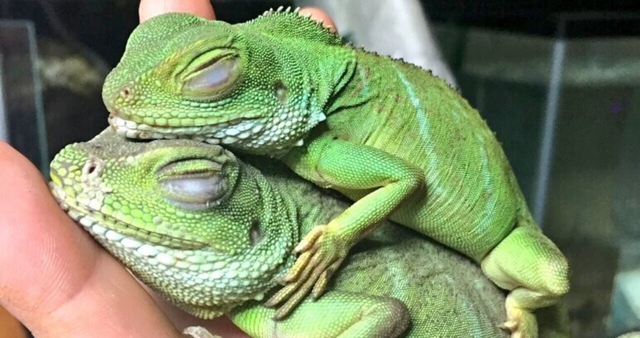 インドシナウォータードラゴン の新着タグ記事一覧 Note つくる つながる とどける