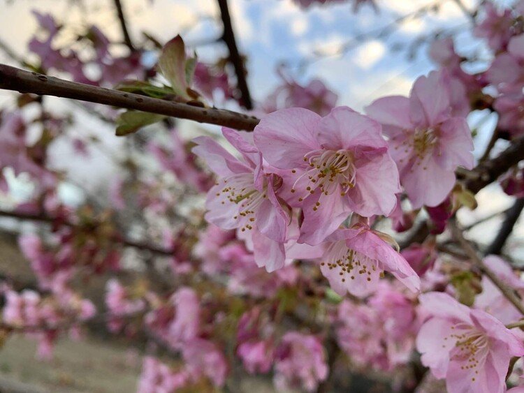 #写真 #一枚 #心に留まった風景 #毎日note #冬 #春 #春の訪れ #桜 #iPhone #xr