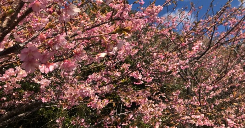 220221-植物-南園地の大島桜