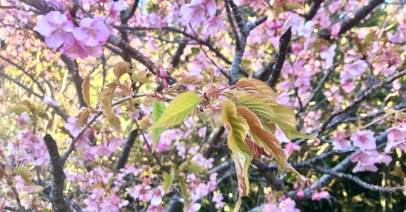 220227-植物-南園地の河津桜 葉桜をみせる