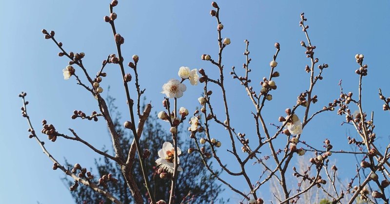 コロナ禍の大学院生活は私を豊かにしてくれたか