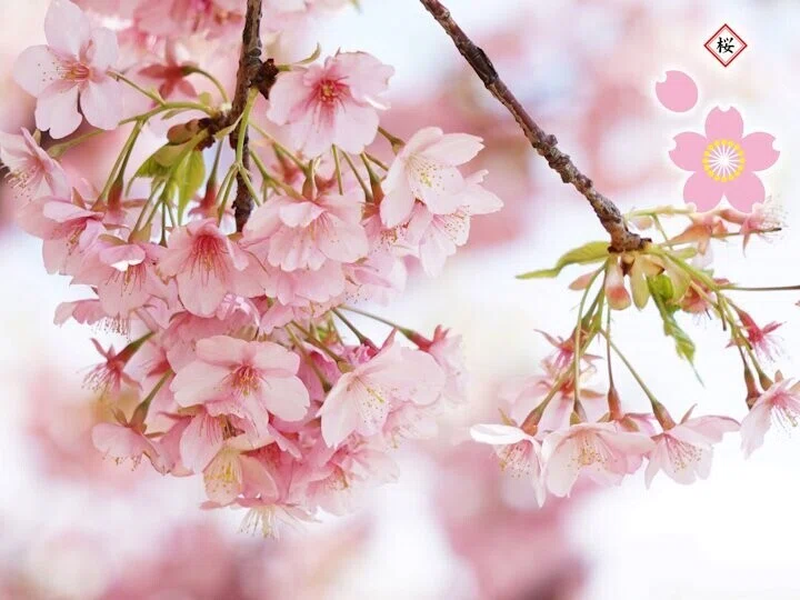 アーモンドの花が咲いた｜yokoFrance