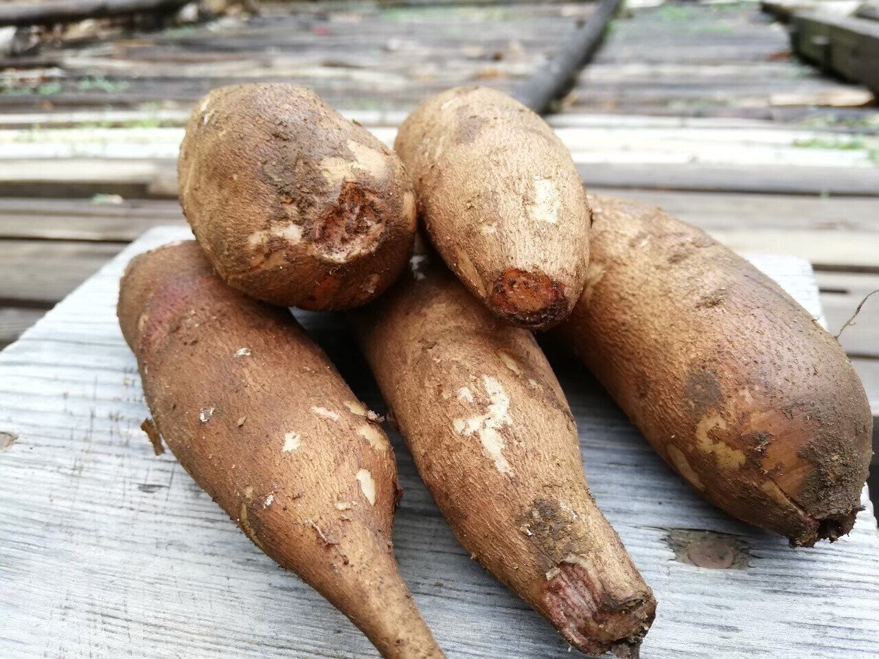 自然農法で育てた 世界三大健康野菜のヤーコン Let レット 公式 Note 自然農法で育てた 世界三大健康野菜のヤーコン Let レット 公式 Note