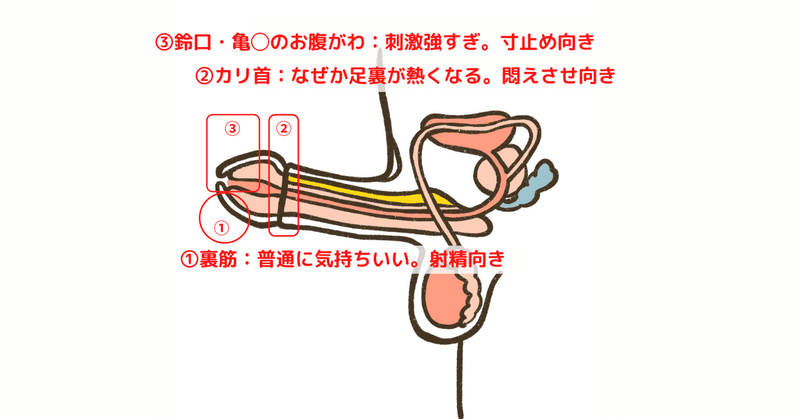 意外と知らない？亀◯は場所によって感度が異なります。亀◯の特徴を抑えて効果的に責めましょう。