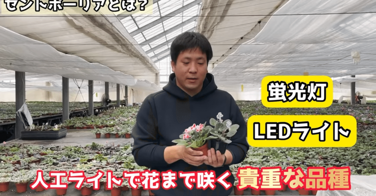 園芸 セントポーリアのミニ種をご紹介 井上寅雄農園 井上隆太朗 Note