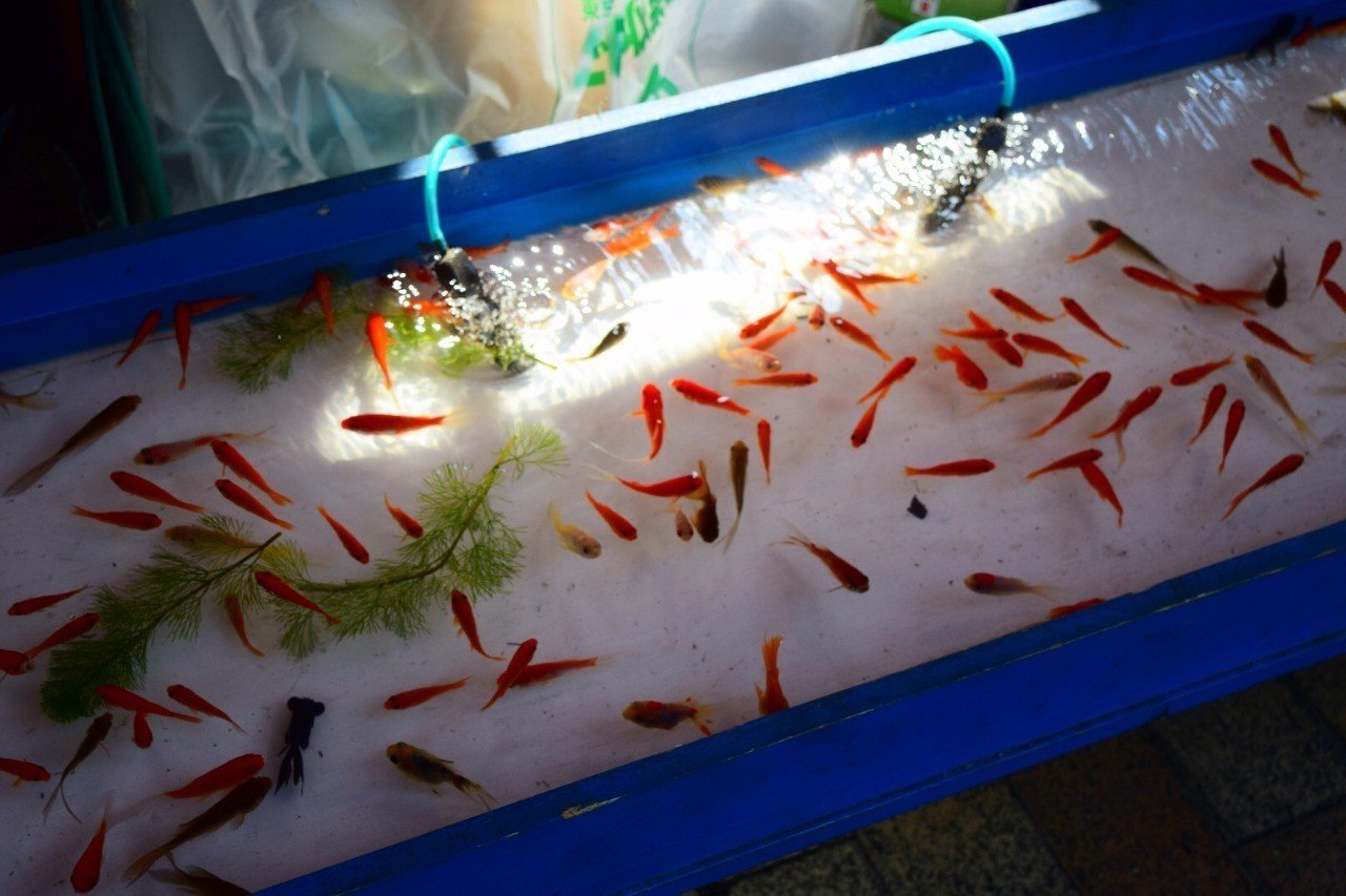 君と金魚を見るということ すなば Note 君と金魚を見るということ すなば Note