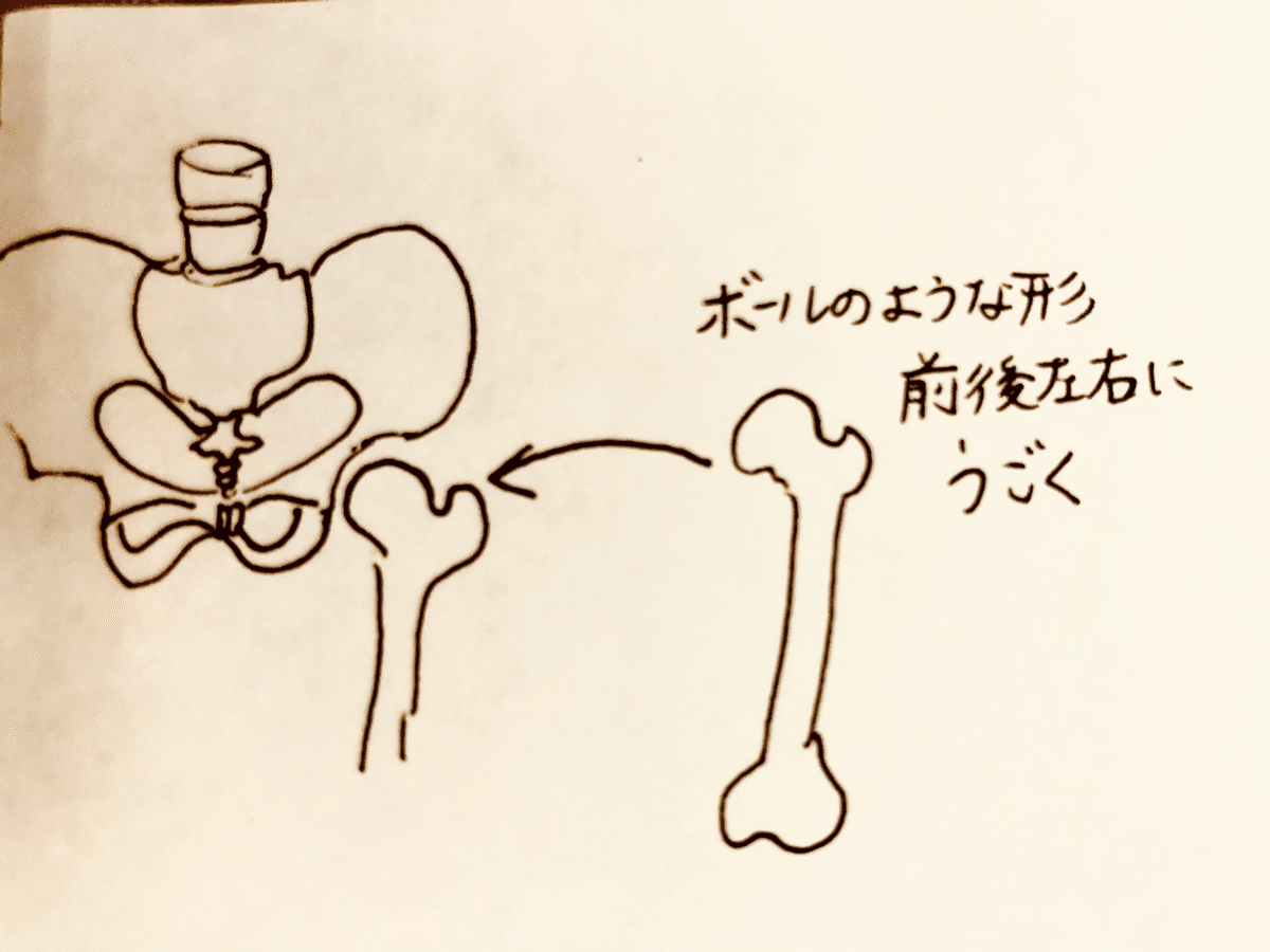 屈曲・伸展・外転・内転・外旋・内旋