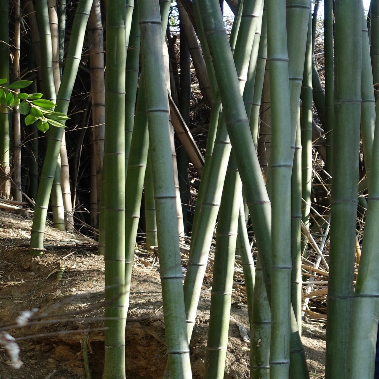 竹林整備から始まる 優しい循環 みたすくらす 東海の地産情報を地元クリエイターがお届け