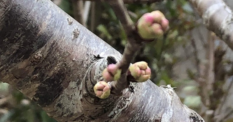 蕾は膨らみ芽は天を指す