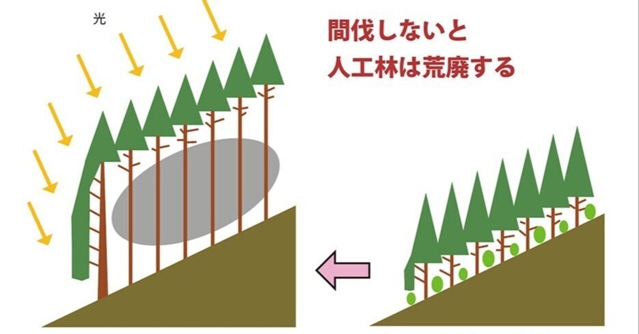 人工林の科学／森林講義編4（荒廃人工林はどうしてできるのか