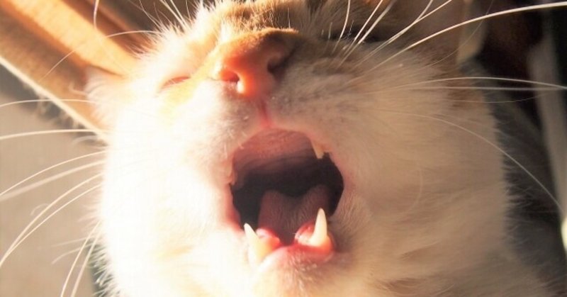 猫は甘味を感じない？「猫の口や舌」についてご紹介します。