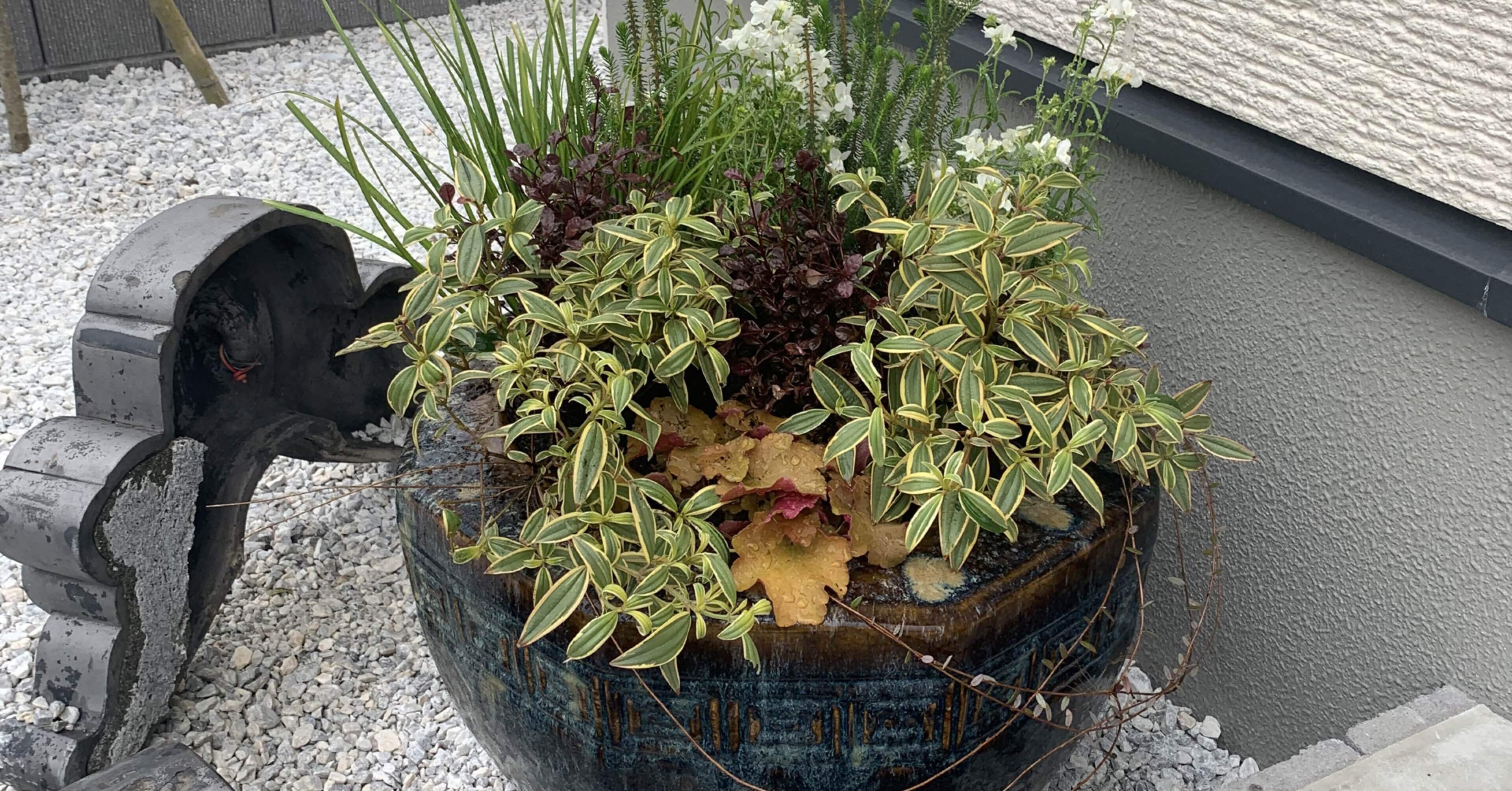 火鉢に寄せ植え｜シラちゃん