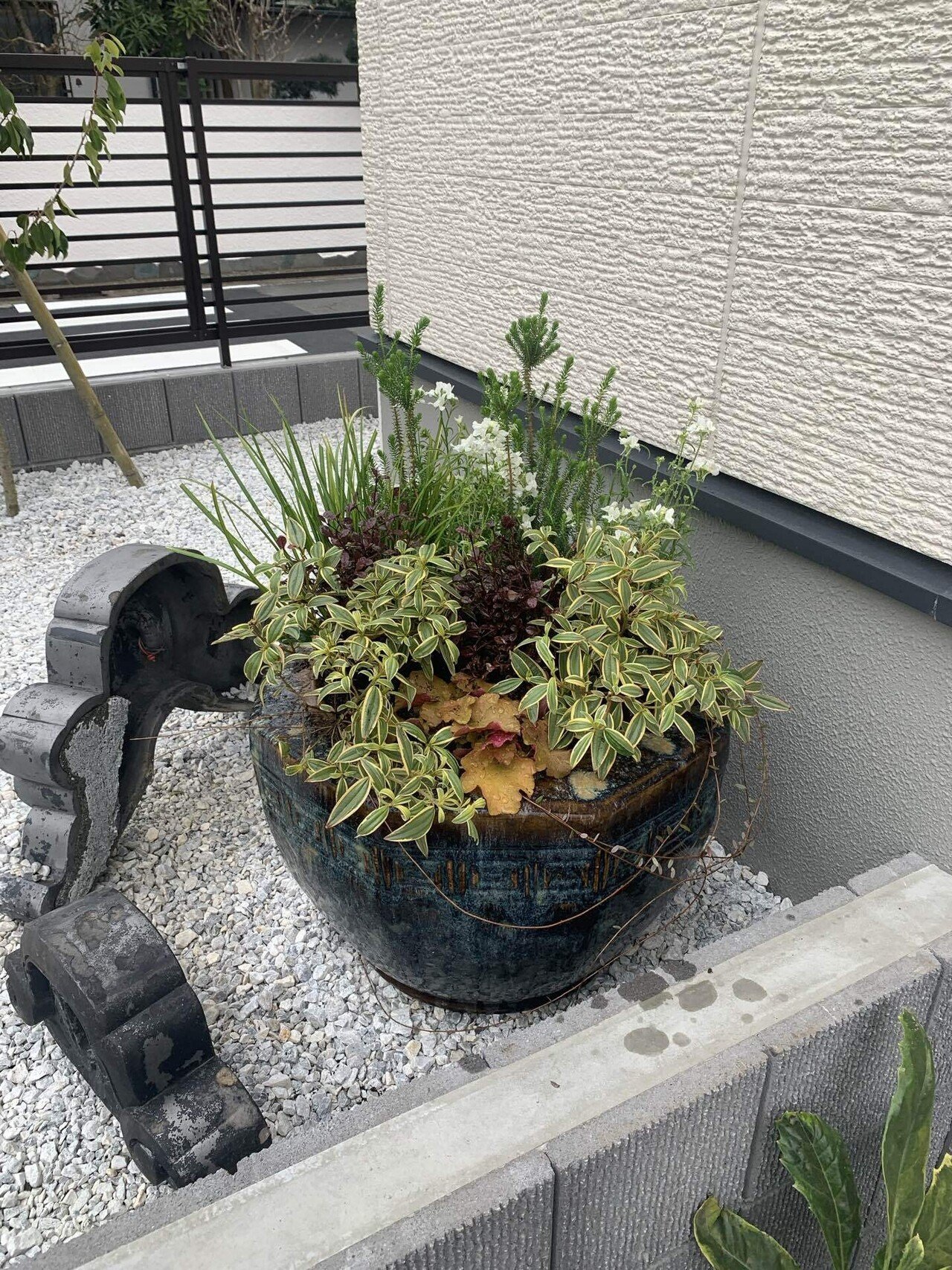 火鉢に寄せ植え｜シラちゃん