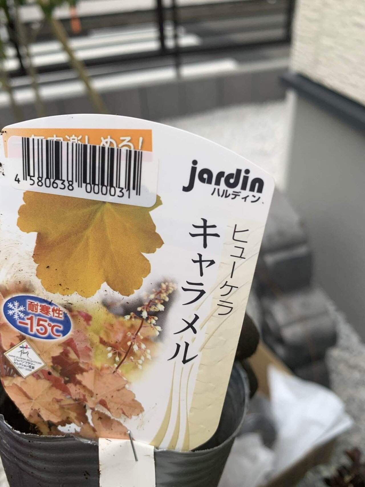 火鉢に寄せ植え｜シラちゃん