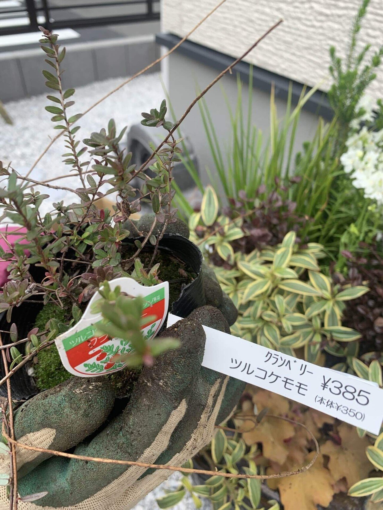 火鉢 火鉢に寄せ植え｜シラちゃん