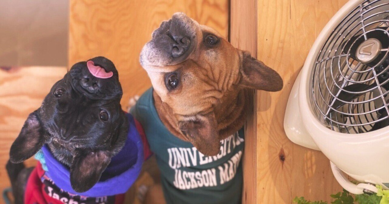 まるくて可愛いフレンチブルドッグとボルネード 相性ぴったり ボルネード Note まるくて可愛いフレンチブルドッグとボルネード 相性ぴったり ボルネード Note