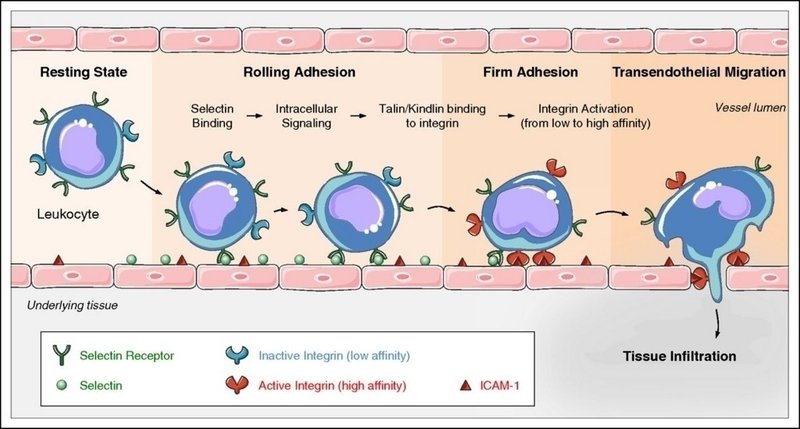 ステロイドでは白血球が増加することがよくあるが 何故 薬備 ヤクビ 保険薬局薬剤師のアカデミック備忘録 鎌田貴志 Note ステロイドでは白血球が増加することがよくあるが 何故 薬備 ヤクビ 保険薬局薬剤師のアカデミック備忘録 鎌田貴志 Note