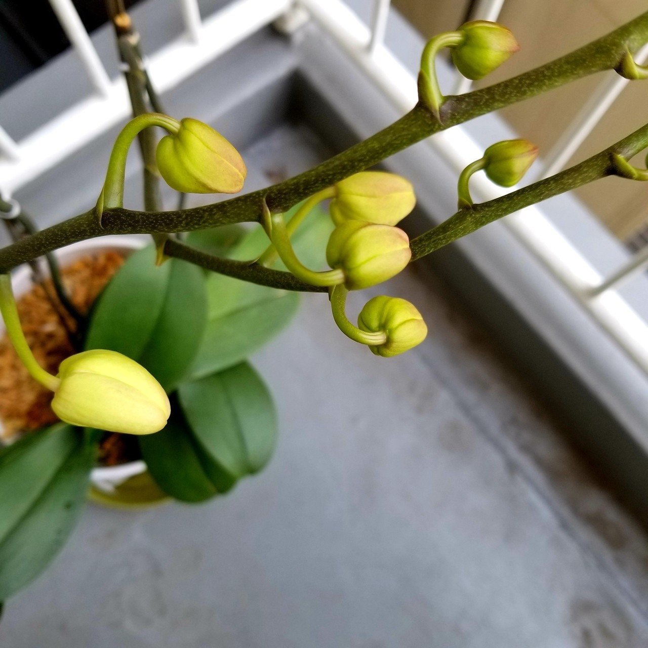 起業の時に贈ってもらった胡蝶蘭 二度咲きは難しいと言われて大切に育ててきた 何とかここまで 嬉しい芽吹き 運気につなげたい マイフェイバリットパートwedding Style Note