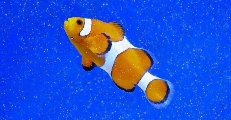 クマノミには雄雌ない の新着タグ記事一覧 Note つくる つながる とどける