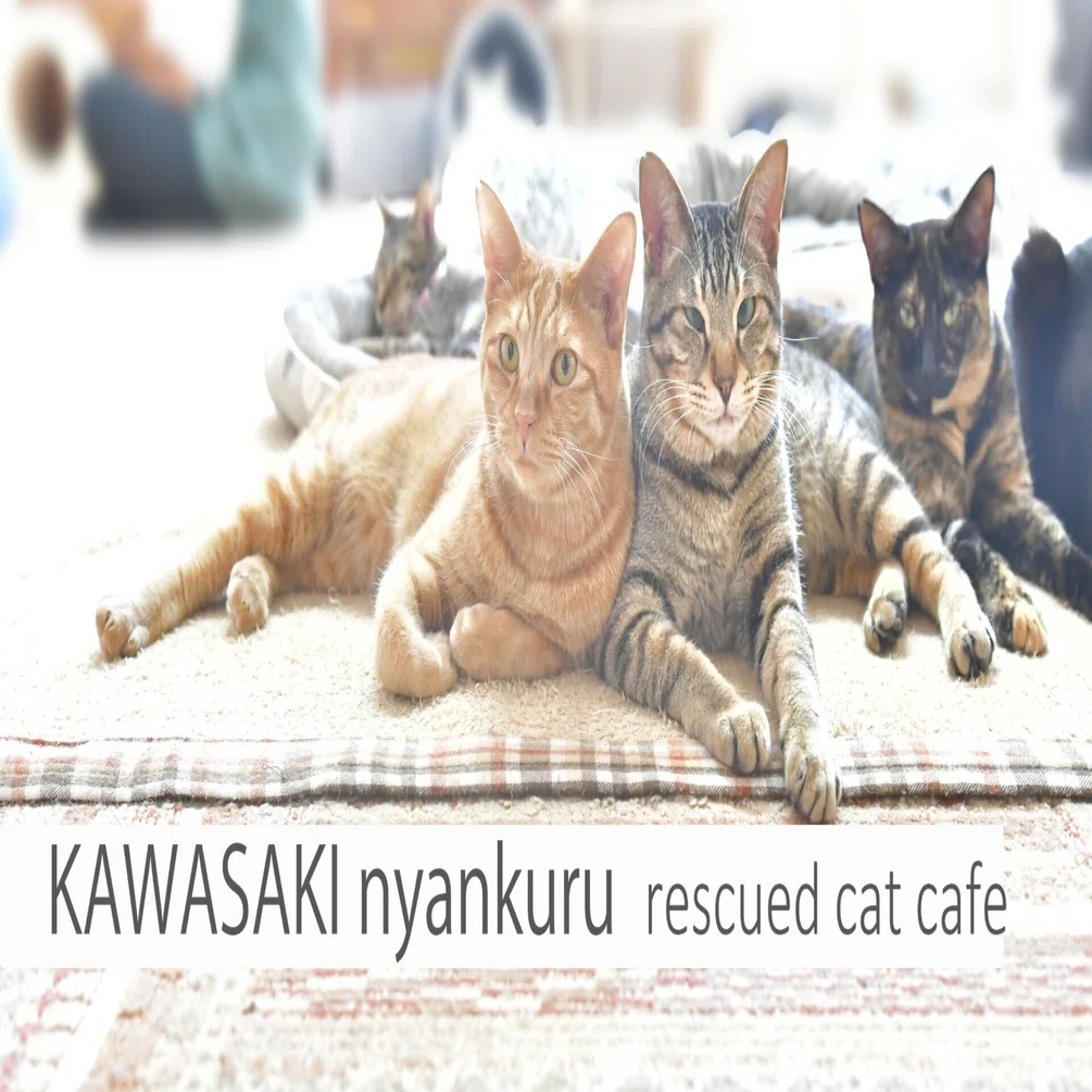 川崎にゃんくる（猫エイズキャリアは”普通”の猫！！）｜かにゃぴー