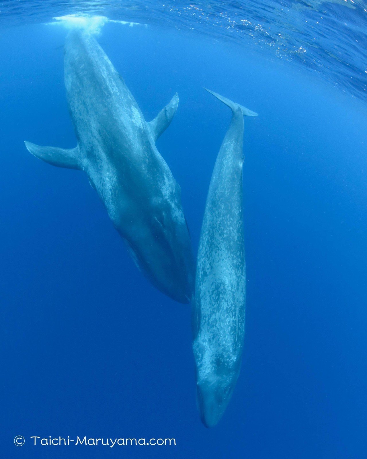ニュースになった鎌倉に打ち上げられたクジラ は シロナガスクジラの子供の可能性があるかもしれないそう だとすると凄い貴重ですね 見つかった１０メートル程度の子供のシロナガスの親子の映像を今春たまたま撮影で 丸山太一 Taichi Maruyama Note