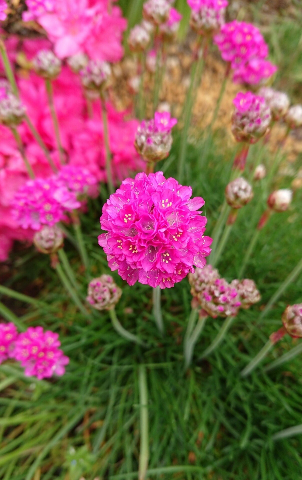 アルメリア の新着タグ記事一覧 Note つくる つながる とどける