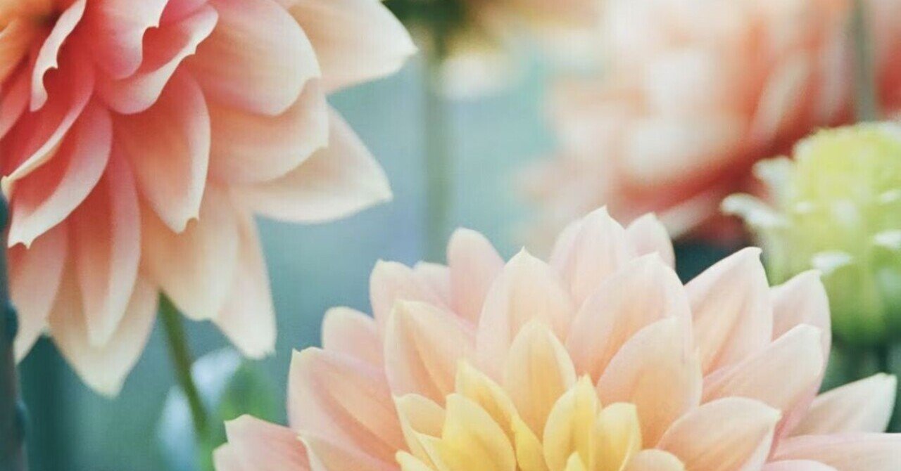 小説 ラナンキュラスの花言葉を教えて 秋谷りんこ Note