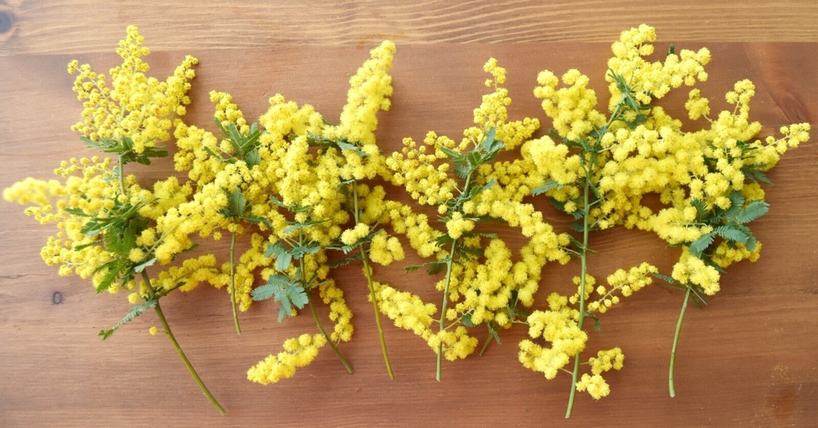 ミモザを 鉢植えで育てられるのか しぜんとそらと ガラスのはなし Note