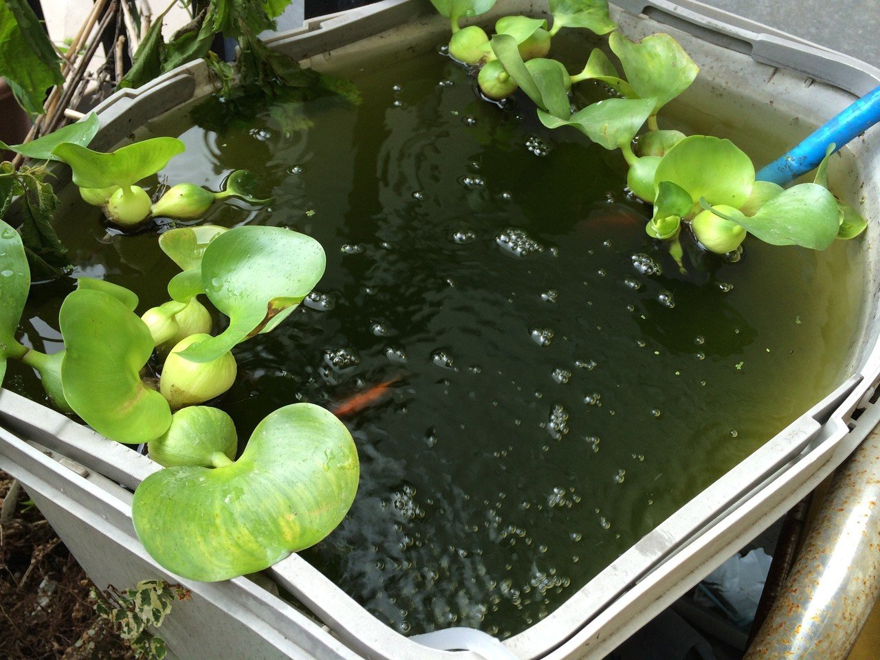 金魚を飼って次の日に 酸素不足で2匹を死なせてしまいました だので 近所のホームセンターでブクブクを買ってきました 小型のエアーポンプでしたが なかなかの出具合でいい感じ みんな元気になりました よっさん Note 金魚を飼って次の日に 酸素不足で2匹を死なせてしまいました だので 近所のホームセンターでブクブクを買ってきました 小型のエアーポンプでしたが なかなかの出具合でいい感じ みんな元気になりました よっさん Note