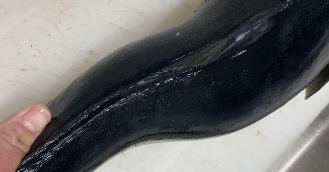 骨折 しまくったブリを魚市場で発見した 津本師匠の弟子すばる Note