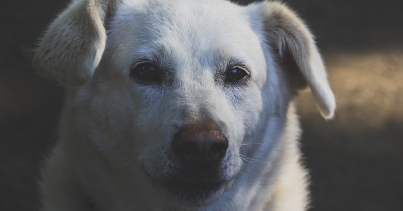 犬は 人間の生まれ変わり Fujiki ゲームプランナー Note
