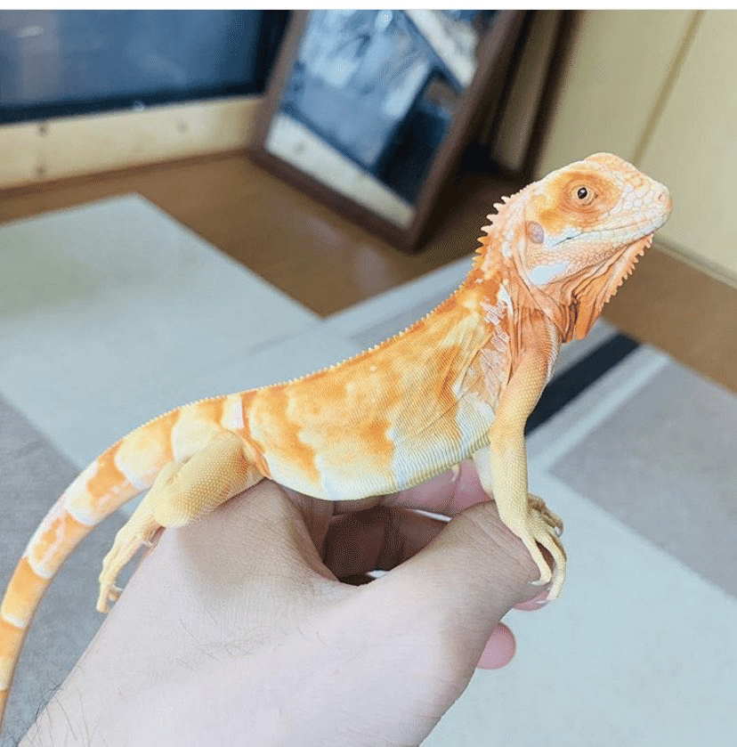 アルビノイグアナのアレコレ｜イグアナの人