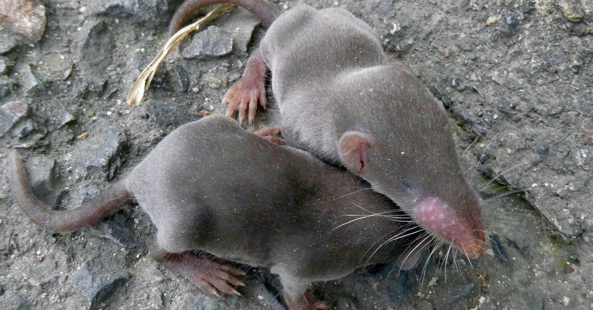 名前は「ネズミ」…だけど「モグラ」な「ジネズミ」（の赤ちゃん）｜kyu3