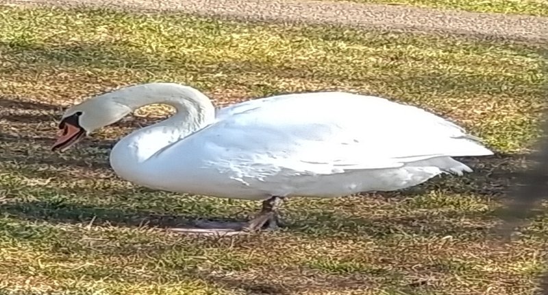 マガジンのカバー画像