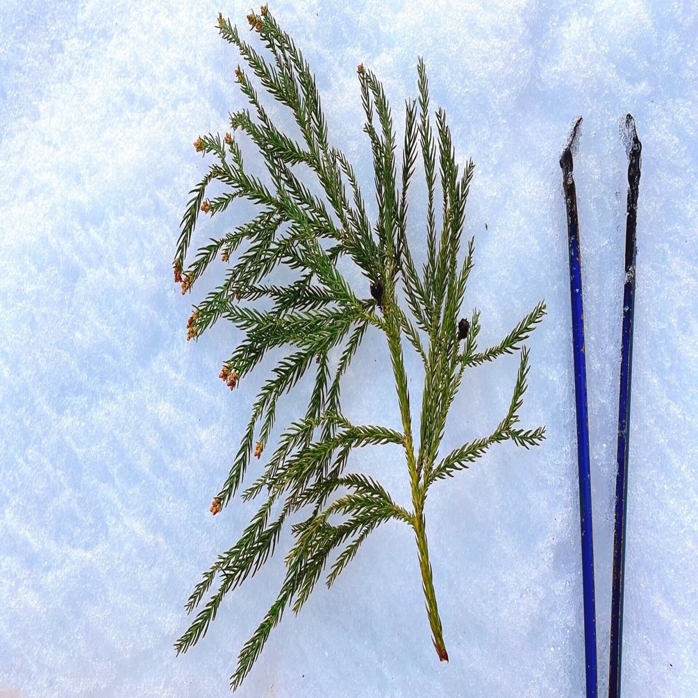 蒸留日記vol 19 日本人の誇りである杉の葉っぱを蒸留してみる エフゲニーマエダ 平成林業 Note