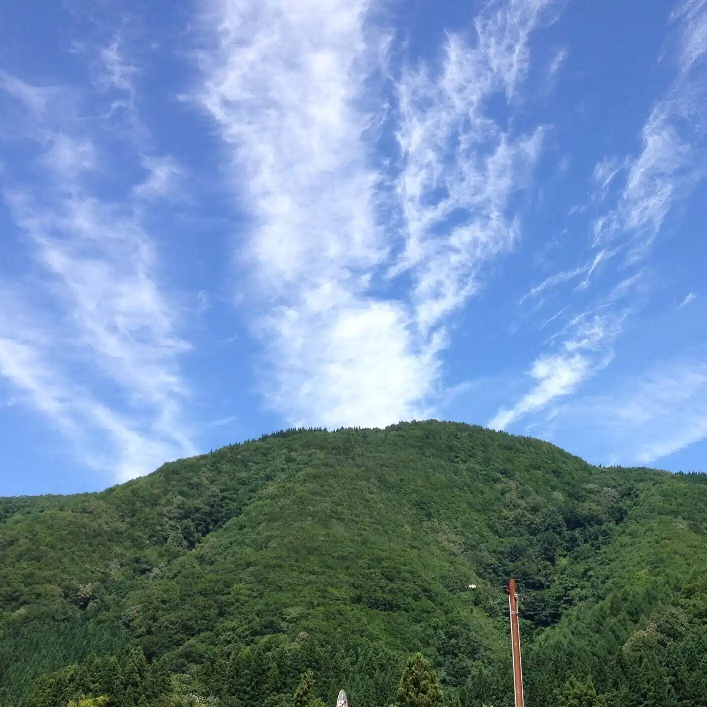タケ