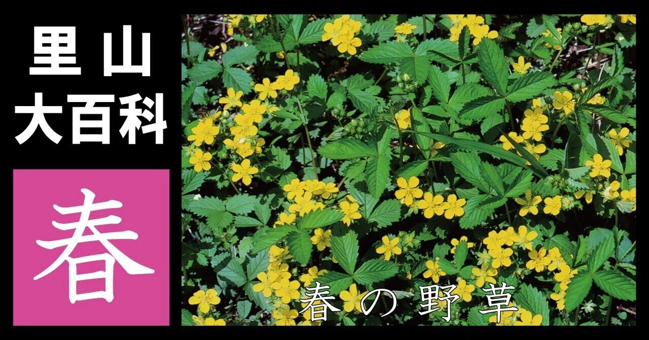 里山大百科「春」春の野草｜映像制作会社つばめプロ