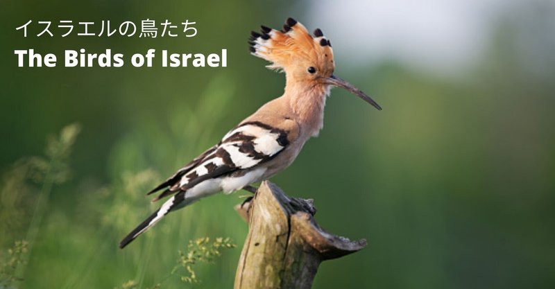 イスラエルの鳥たち