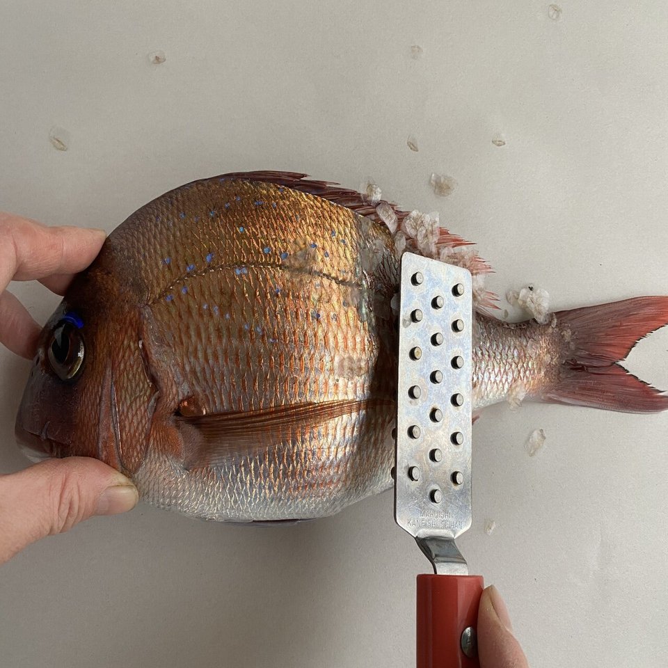 初心者向け】 鯛の三枚おろし きれいにさばくコツ。｜ミナトゴハン