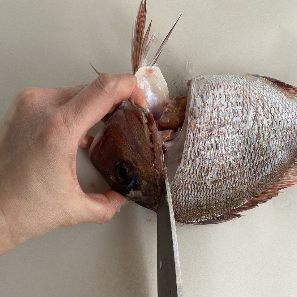 初心者向け】 鯛の三枚おろし きれいにさばくコツ。｜ミナトゴハン