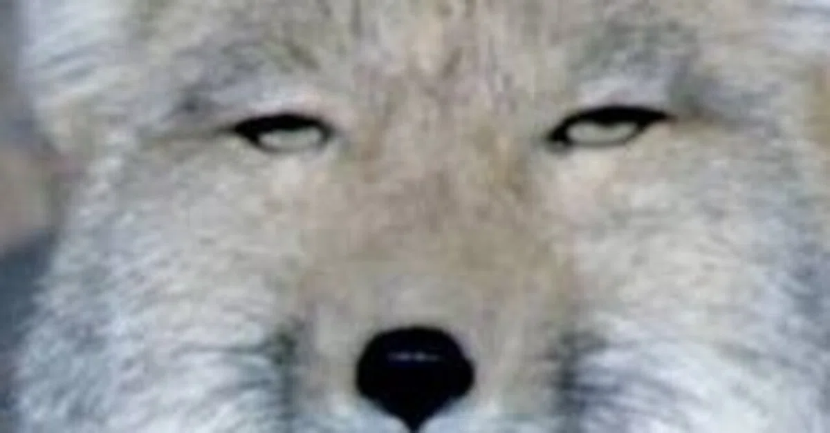 èŠåºãç»å