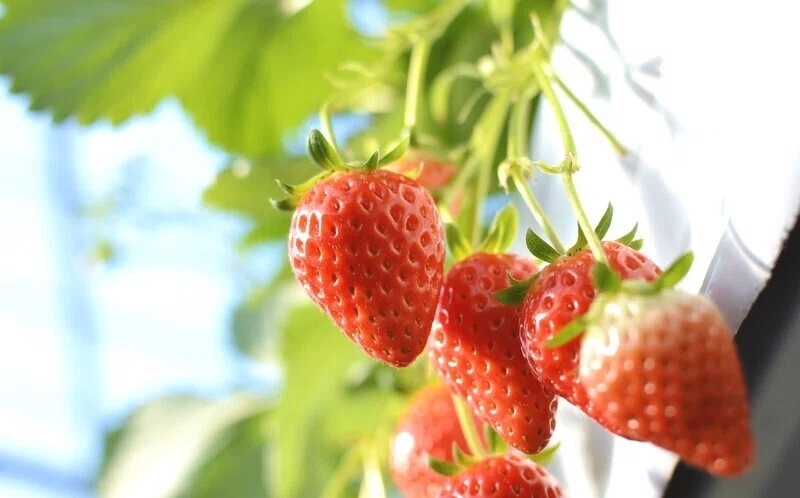 これって野菜or果物、どっち？｜ファイナルファーム