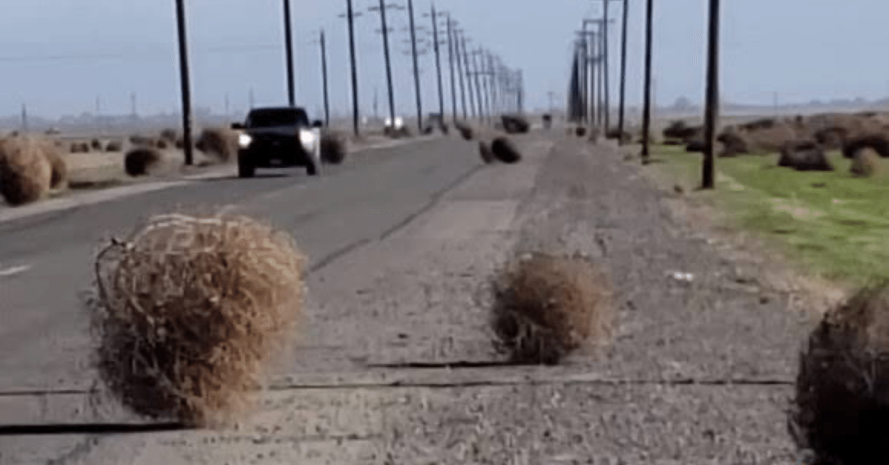 何がいいのかわからないけど、タンブルウィードが結構好き｜毛糸