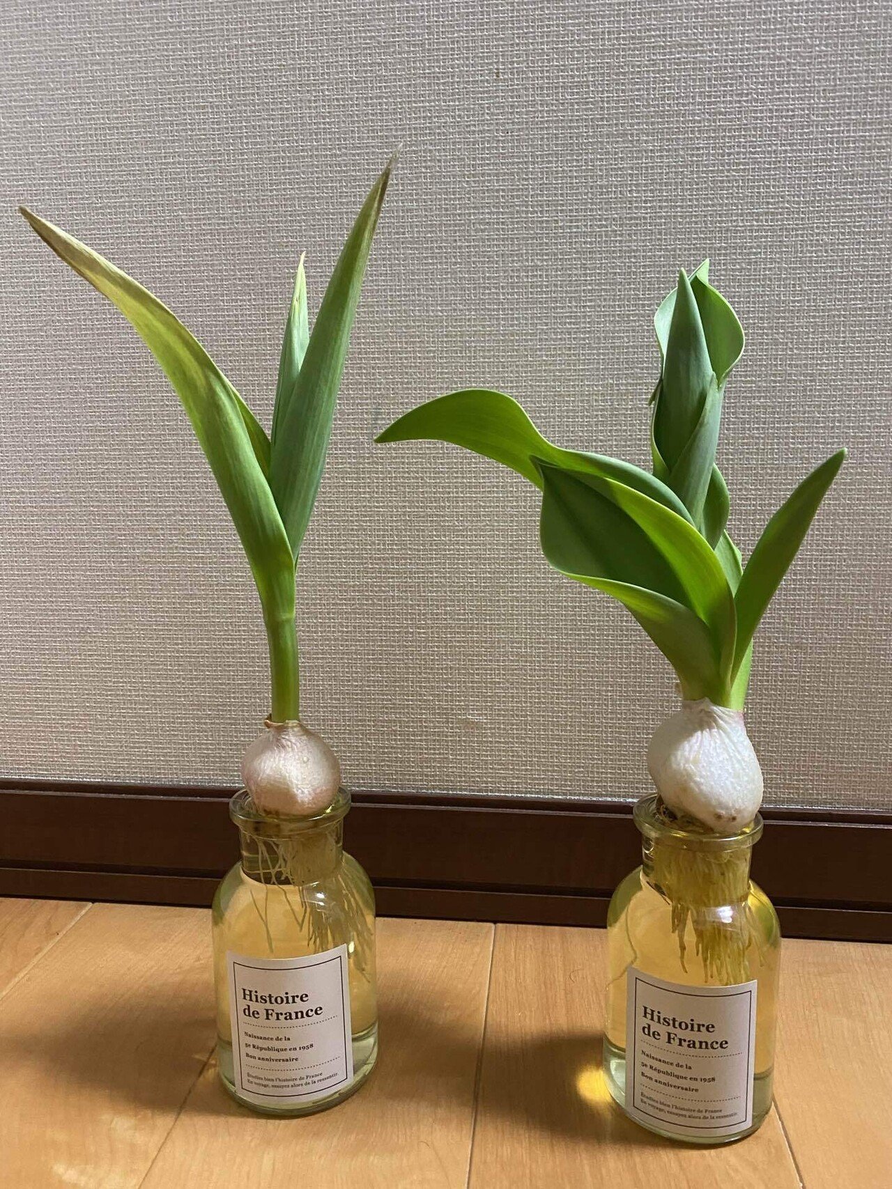 順調に成長 球根 チューリップ 水耕栽培 Ryo Note