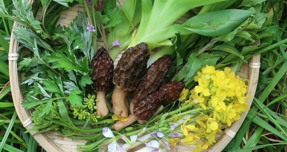 のん🍀365日野草生活｜note