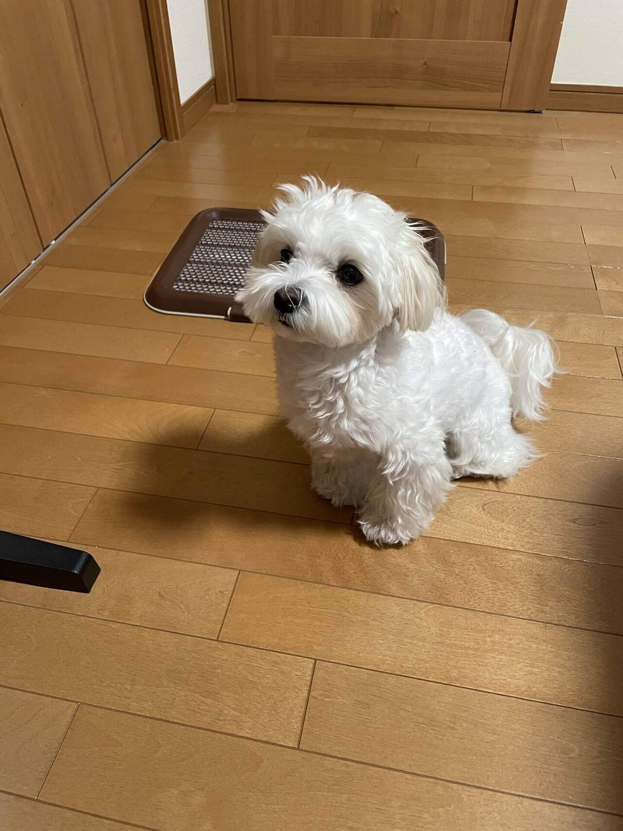 朝じゃ メシはどうした マルチーズ 犬のいる生活 犬のいる暮らし 我が家のペット自慢 こふく部長 鈴麻呂 Note