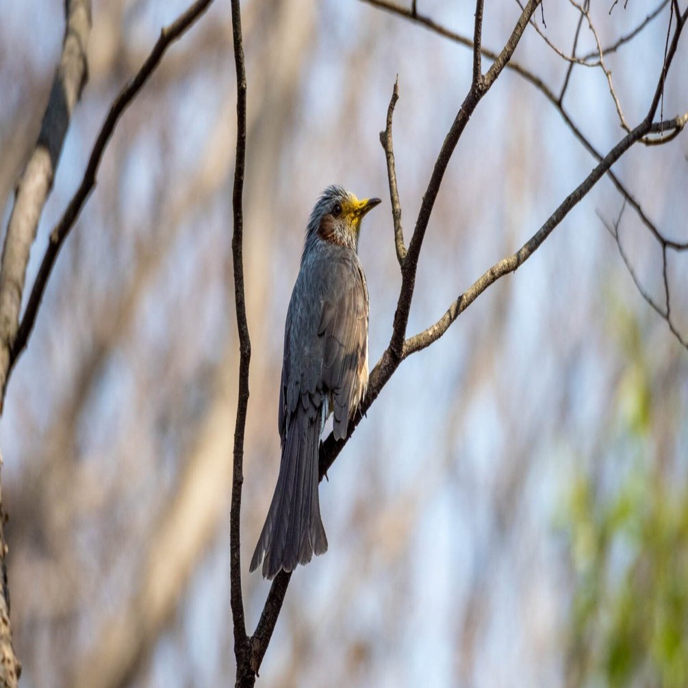 コンパクトな望遠レンズを買ったので野鳥が撮れるか試してみた｜chov